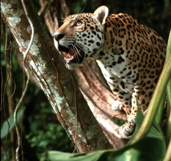 Le jaguar: le but d'un safati pour les gens...