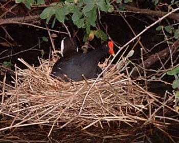 Une poule d'eau de la mangrove en train de couver