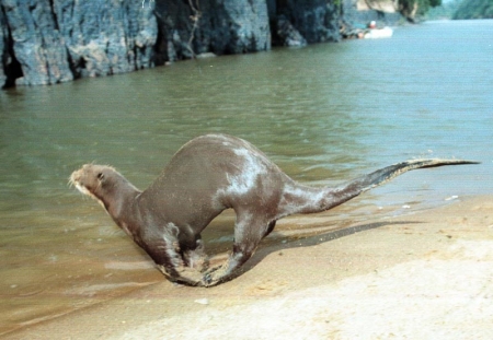 Karanambu Loge: Loutre géante à la plage devant la loge