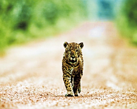 Iwokrama Loge: Jaguar sur la route près de la loge