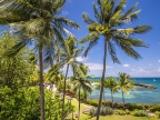 Jardin tropical
