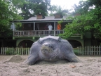 Brütende Lederschildkröte direkt vor der Lodge