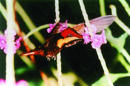 Die Karibenindianer nannten Trinidad Insel der Kolibris