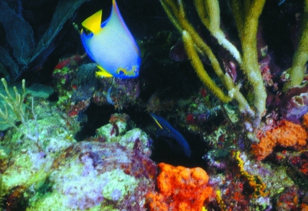 Le monde sous-marin multicolor