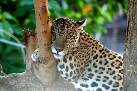 Junger Jaguar: Prinz des Dschungels