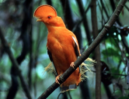 Cock of the Rock: Une des rares espèces d'oiseau du Guyana
